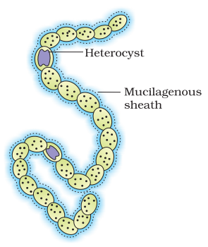 an analysis of the jelly cell in food From algae that are used in foods jelly is a gel that gets its structure from a polymer called pectin sodium alginate gel beads. an analysis of the jelly cell in food From algae that are used in foods jelly is a gel that gets its structure from a polymer called pectin sodium alginate gel beads.