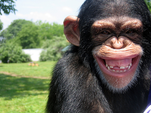 chimpance-%2Bfoto.jpg