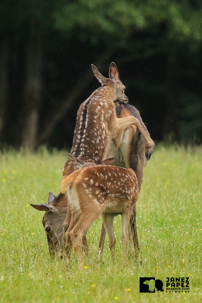 MAMA, NESI ME...