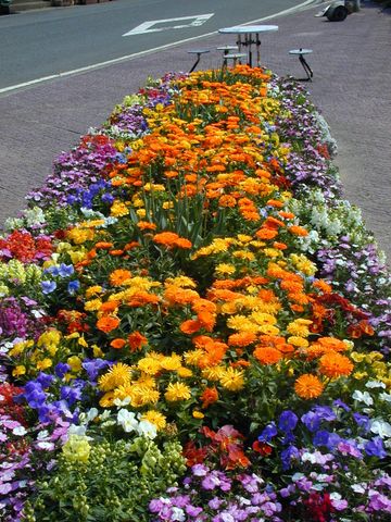 There Are So Many Different Type Of Flowers And They Are Very Beautiful There Are Different Beautiful Flowers Of Summer And Winter There Are So Many Different Type Of Flowers And They Are Very Beautiful There Are Different Beautiful Flowers Of Summer And Winter