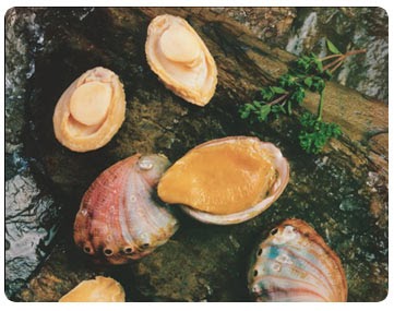 Info Fauna: Abalon, Kerang Mata Tujuh