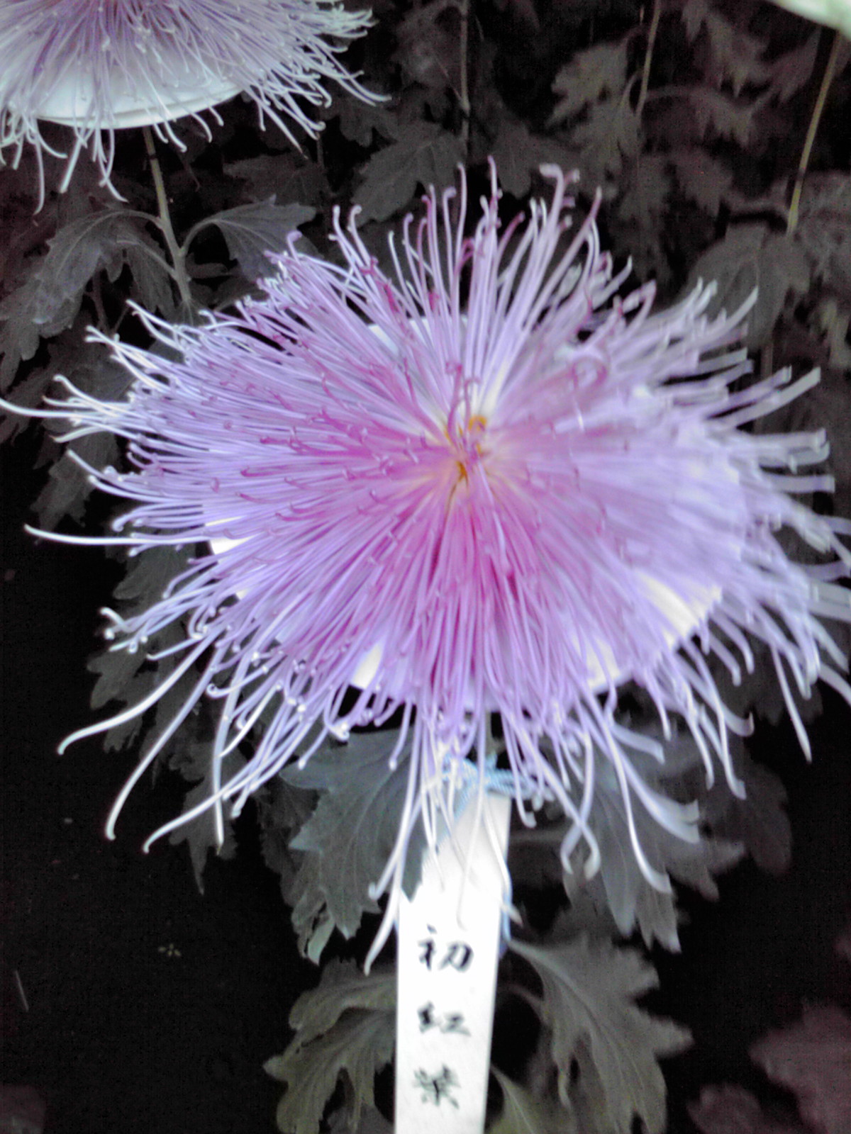 Introduction of Kamakura, Yokohama and Tokyo Chrysanthemum Exhibition