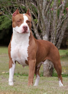 American Pit Bull Terrier