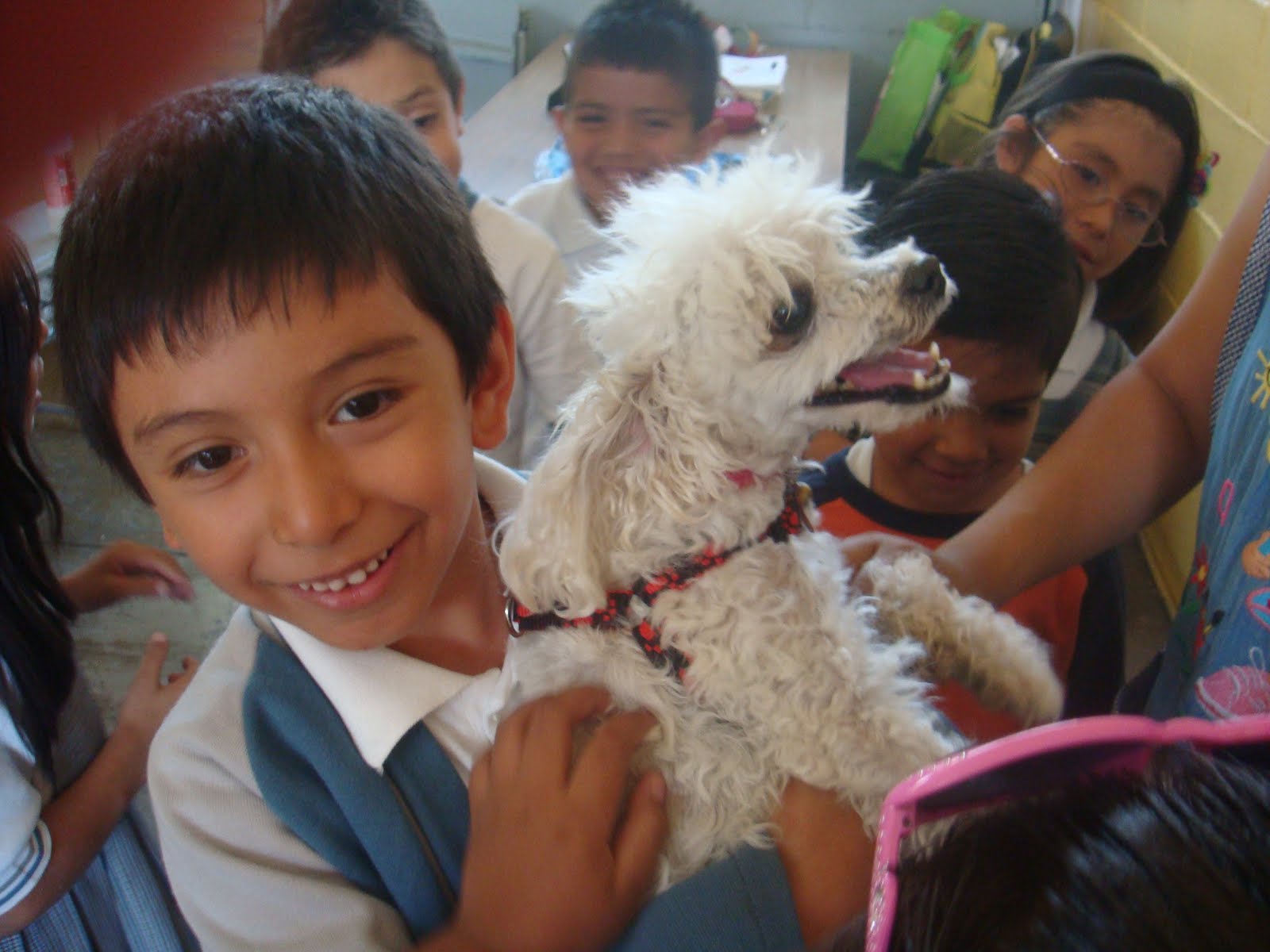 Mi mascota ideal Mascotas en el aula