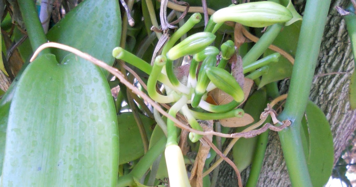 A Kitchen Garden in Kihei Maui Growing Vanilla Beans