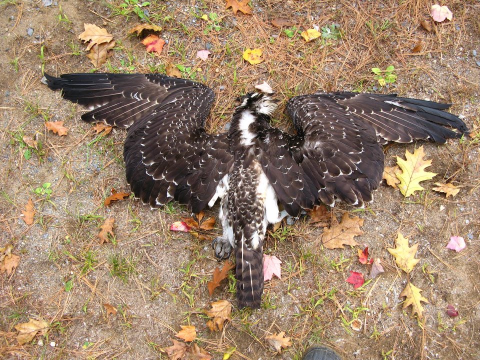 Aguila pescadora muerta