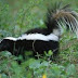 Skunk Removal as well as Animal Manage Is he Unsafe