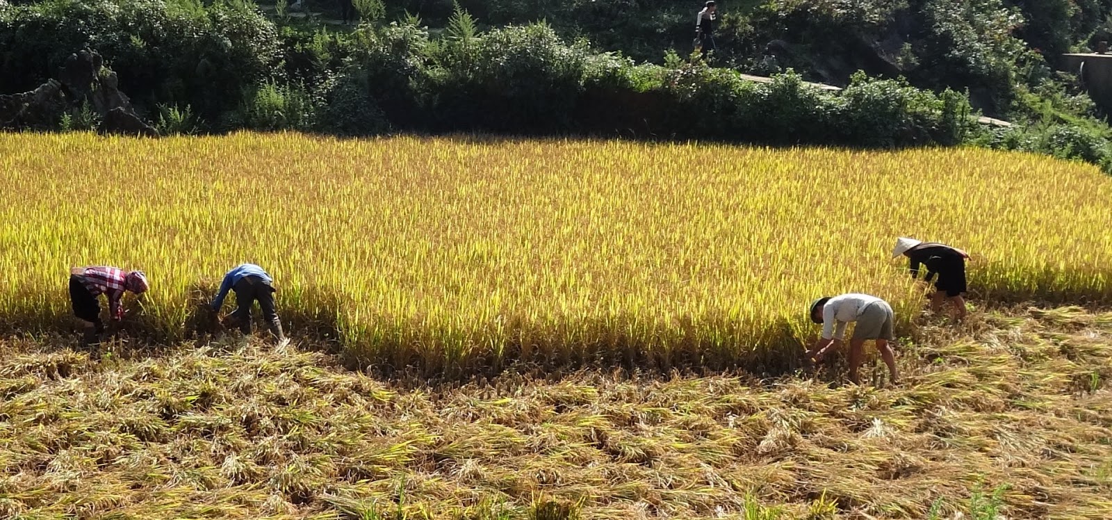 Bize Bytes Rice Harvest