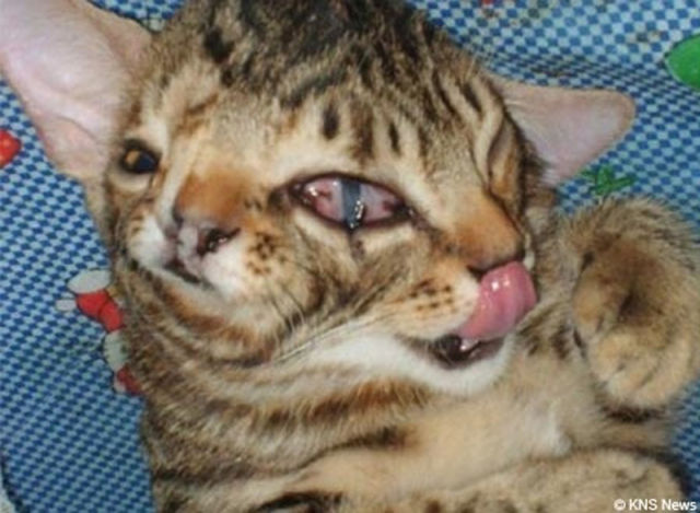 Animals with Two Heads, by PModels.blog Animals with Two Heads