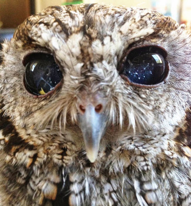 He feels right at home in at the Sylmar, California wildlife center. - It Appears This Gorgeous Blind Owl Has Awe Inspiring Constellations In His Eyes He feels right at home in at the Sylmar, California wildlife center. - It Appears This Gorgeous Blind Owl Has Awe Inspiring Constellations In His Eyes