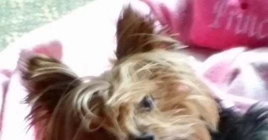 Best Dog Anti Chewing Spray Best Dog Anti Chewing Spray