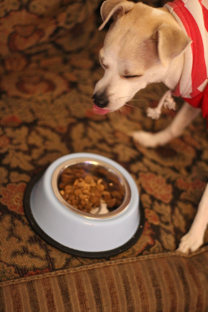 happyhazel Dog Food Giveaway! Happy Discovers Brothers Complete Ultra