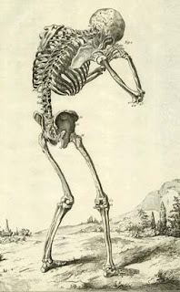 Human Anatomy