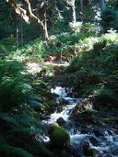 Olympic National Park, Washington