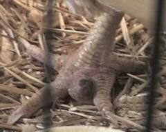 mengatasi kaki bubulen pada ayam bangkok tarung jago mengatasi kaki bubulen pada ayam bangkok tarung jago
