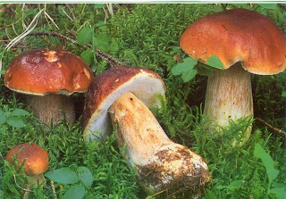 Micorrização de áreas florestais  Boletus+edulis