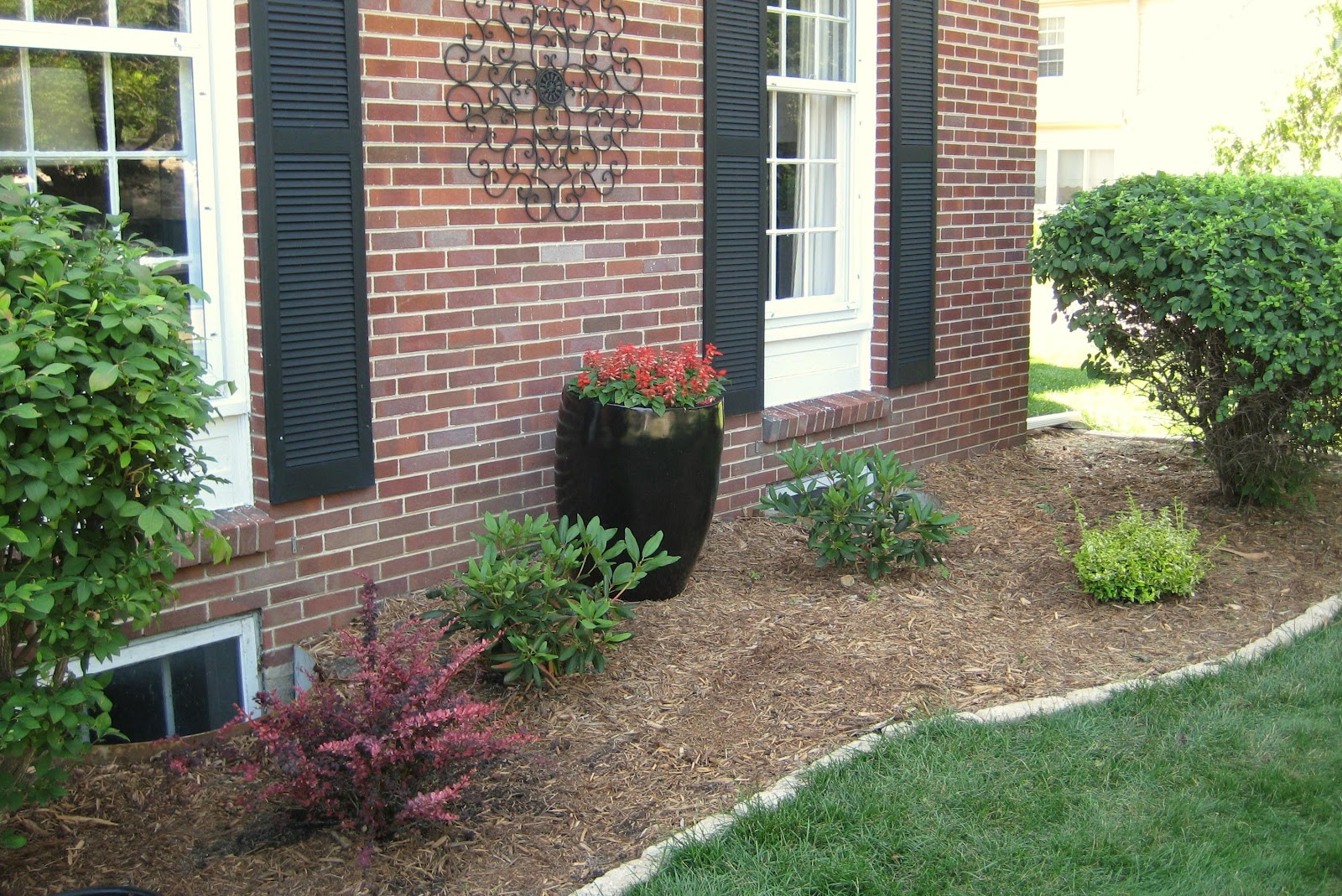 4 In Horsetail Reed Potted Bog Marginal Pond Plant Bp Horsetail