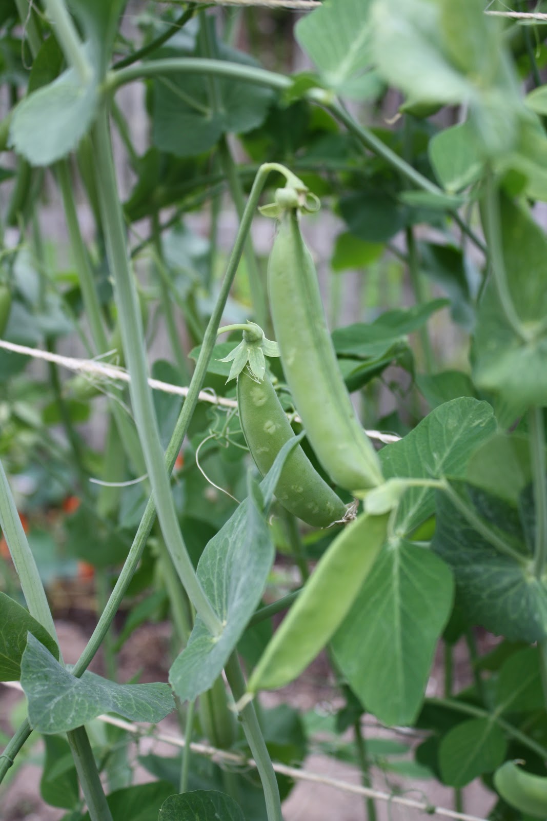 planting snap peas