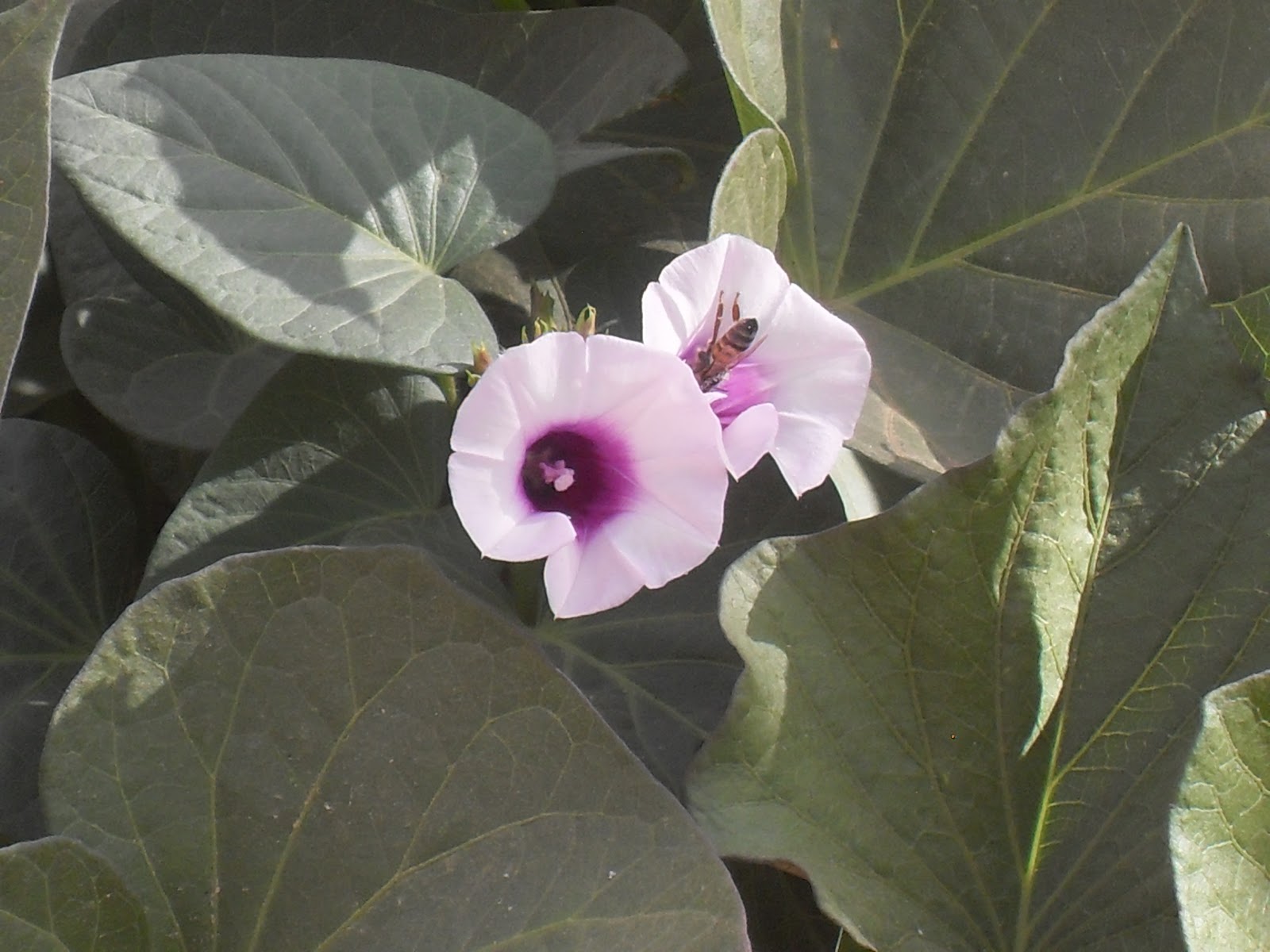 The Scientific Gardener All Purple Sweet Potato