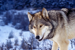 Wolf Wallpapers Widescreen