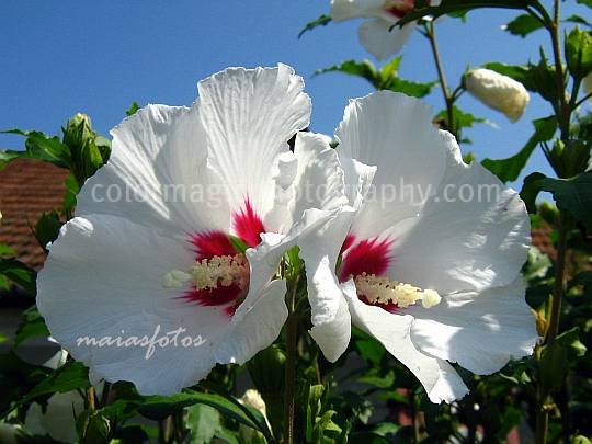 My Nice Garden Hibiscus Syriacus Purple Rose Of Sharon With