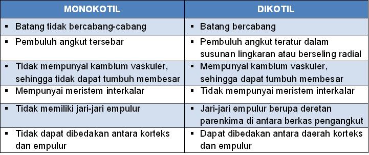 Nr B Perbedaan Batang Monokotil Dengan Dikotil