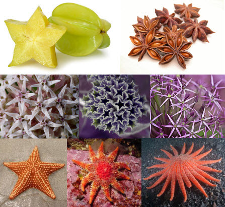 Figuras Geometricas Naturales | estrellas naturales figuras y formas geometricas Figuras Geometricas Naturales | estrellas naturales figuras y formas geometricas