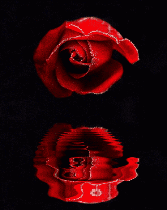 Rosas gif glitters - Imagui