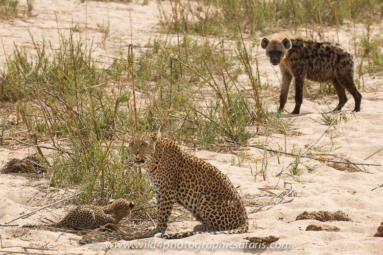 Leopard With Cubs