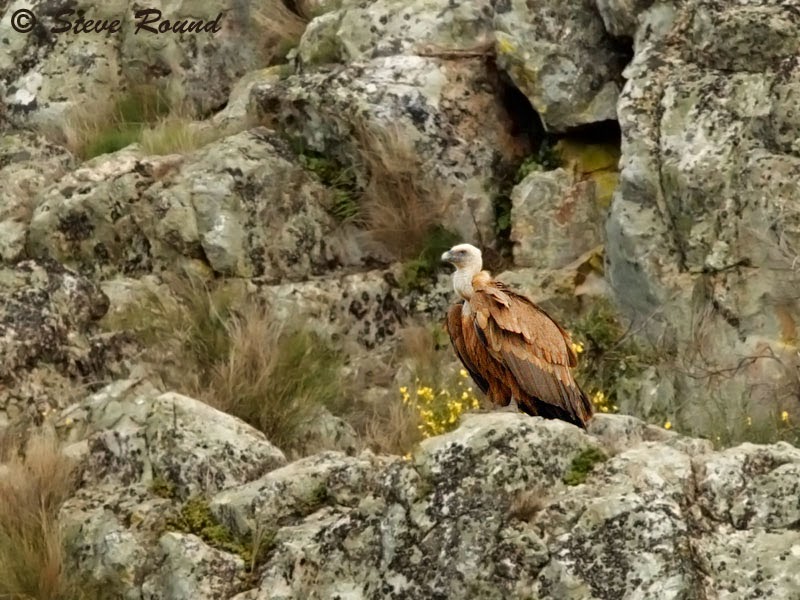 Griffon Vulture bird, nature, wildlife