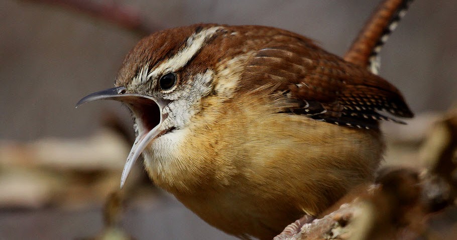 carolina wren the biggest animals kingdom carolina wren the biggest animals kingdom