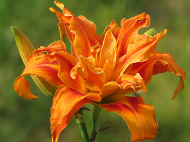 Double Tiger Lily