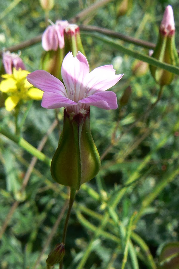 Wildflowers of Andalucia Vaccaria hispanica