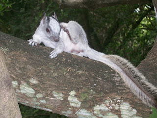 wildlife photography Nicaragua ecotours