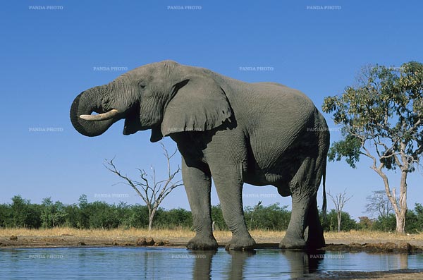 Animales