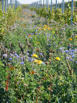 Fall Cover Crop in Bloom