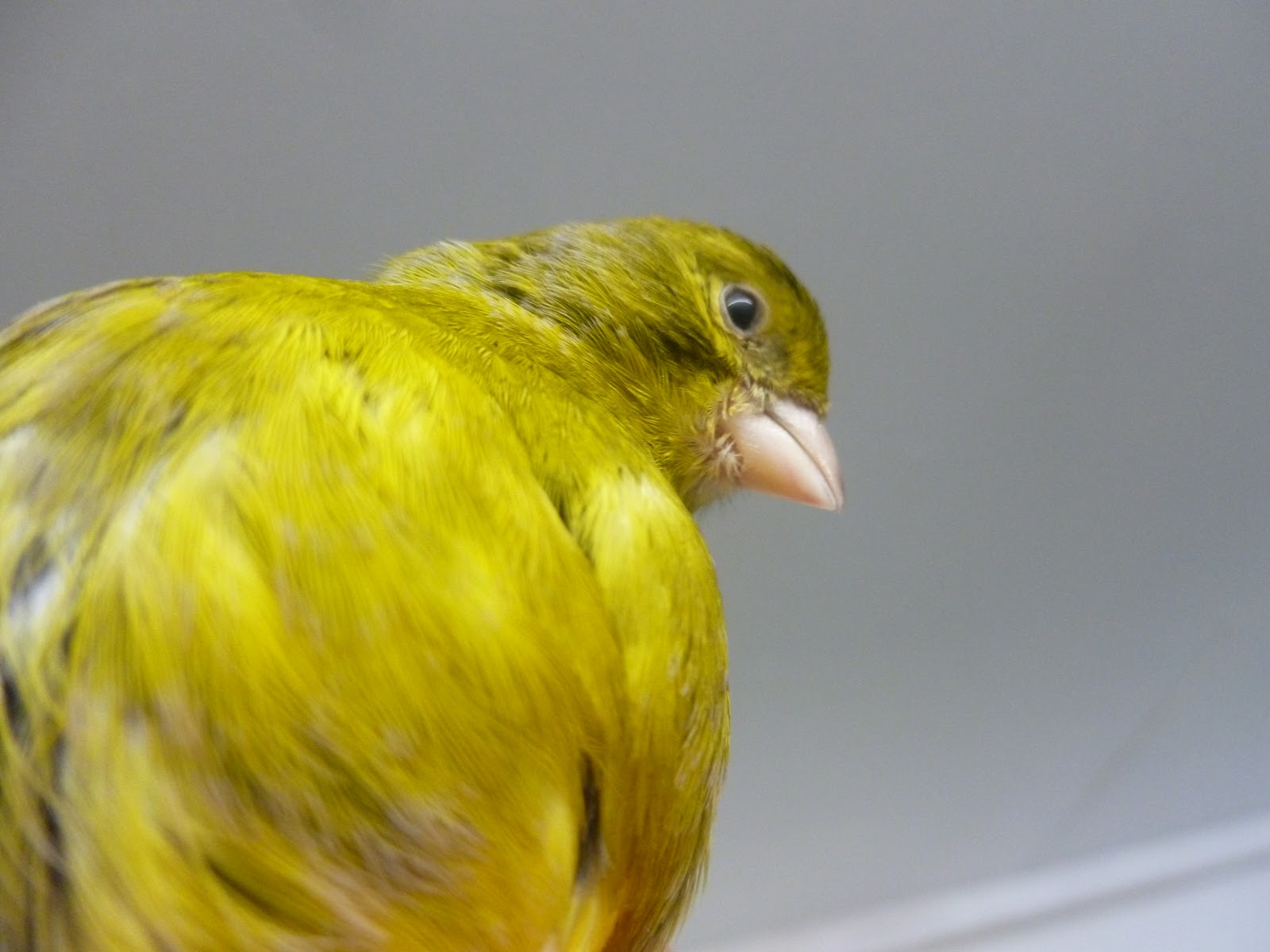 Animals From Slightly Below