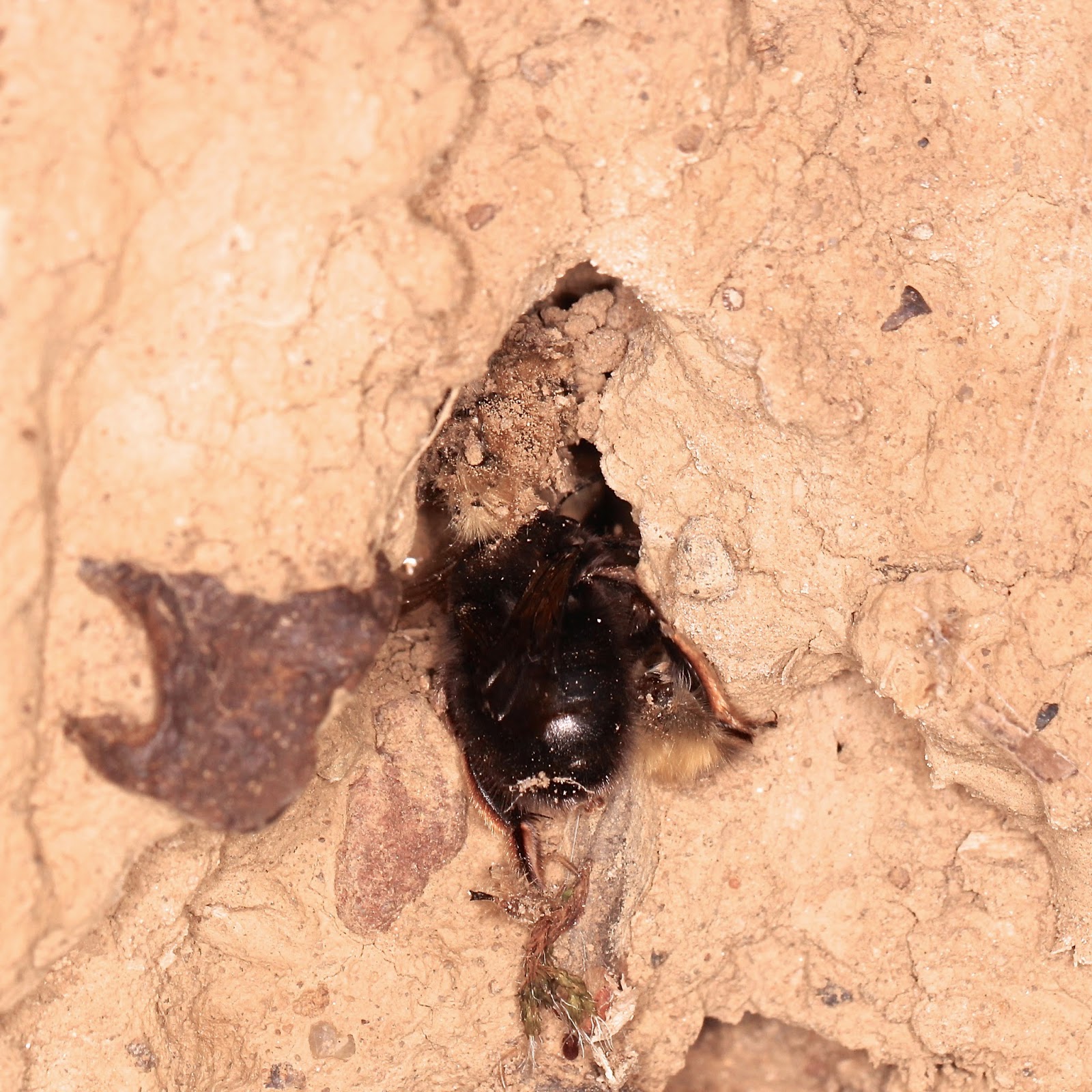 TrogTrogBlog: A wall of bees