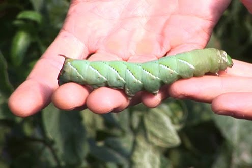 download tomato worm download tomato worm
