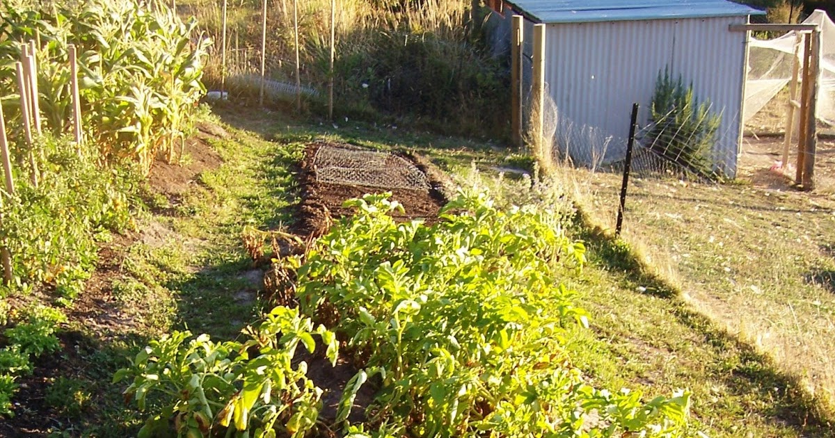 Tassie Germinations February Planting Guide for south of Hobart