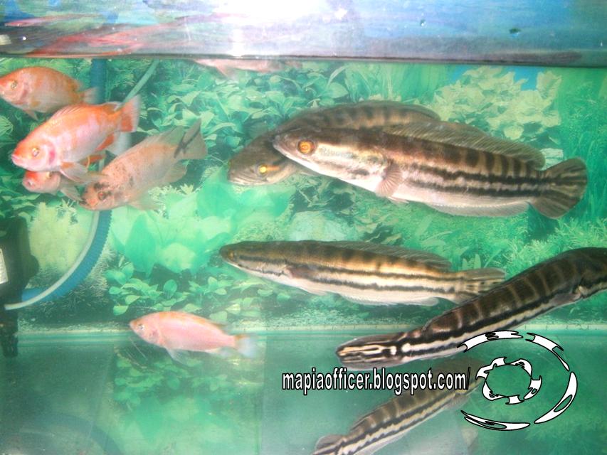 Malaysian Mafia Giant Snakehead Stok Toman Harimau Malaysian Mafia Giant Snakehead Stok Toman Harimau