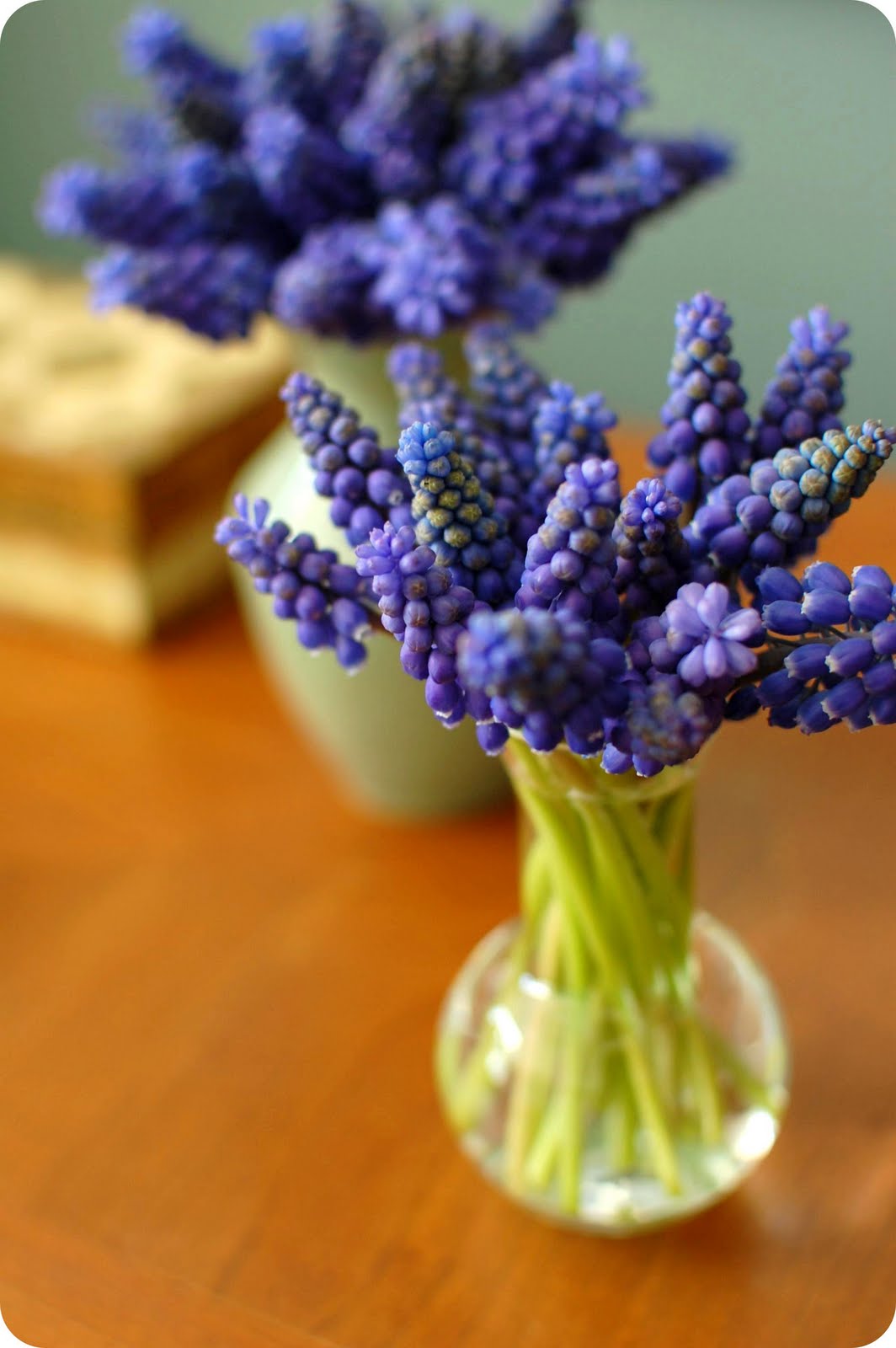 33 Shades of Green My Favorite Spring Flower Grape Hyacinth
