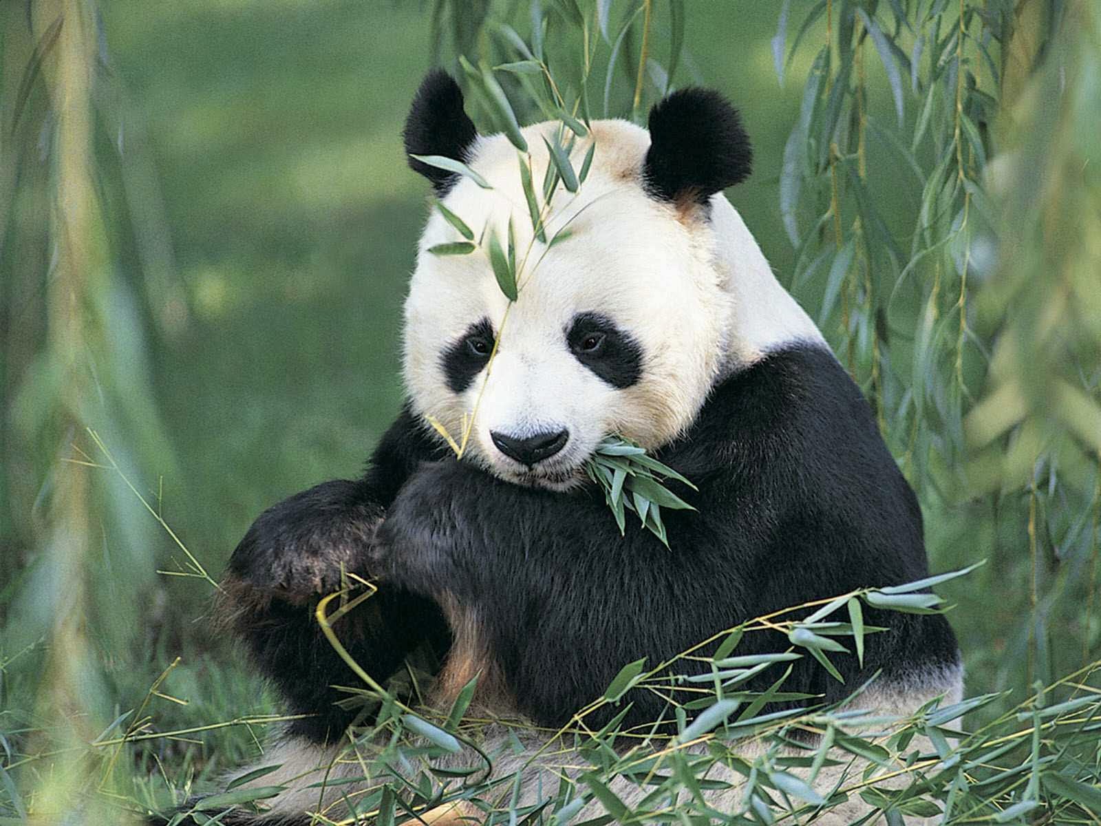 gambar panda