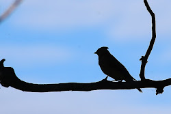 Carburn Park 2020: Cedar Waxwing?