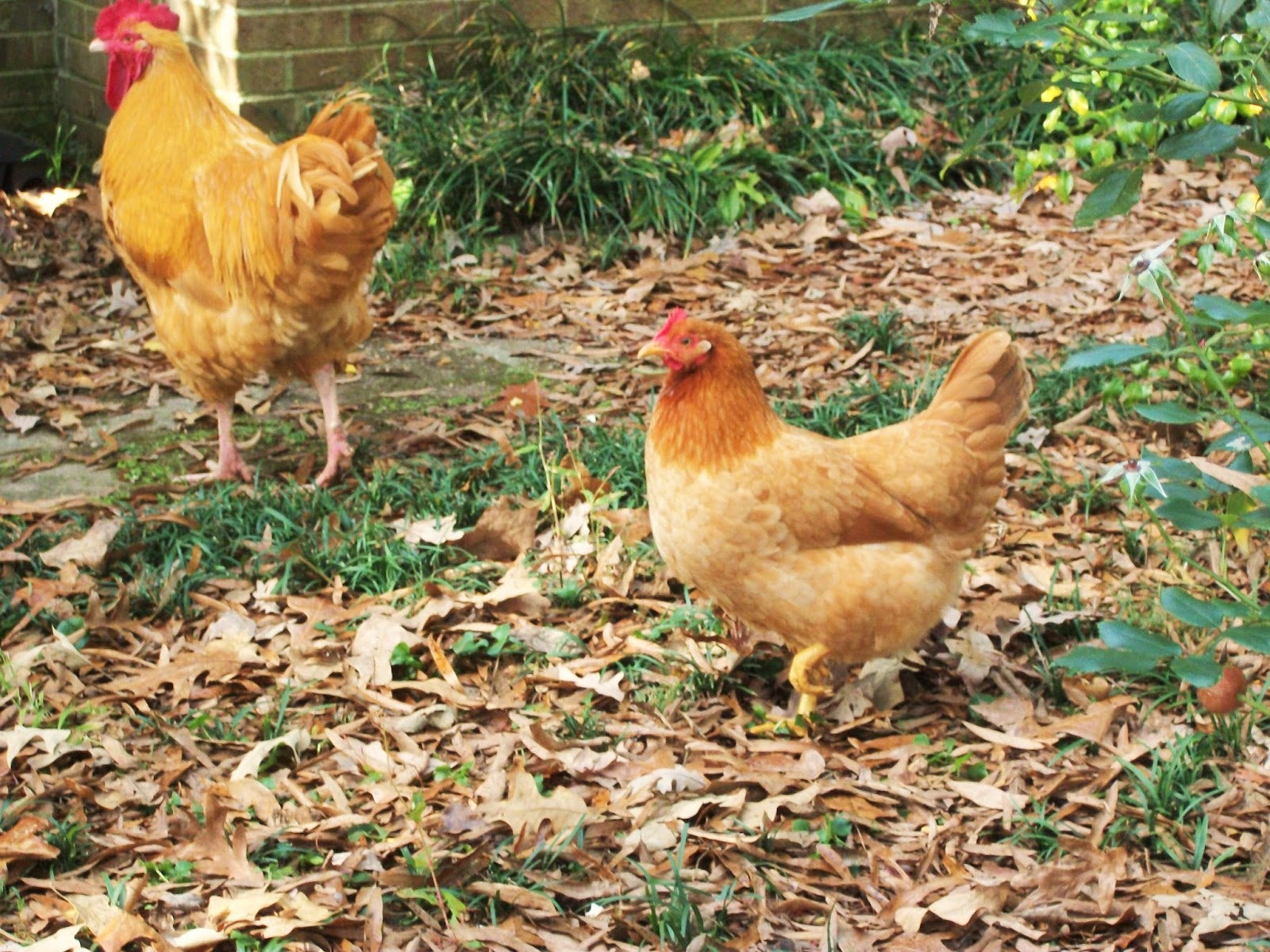 Henny Penny Lane More chickens