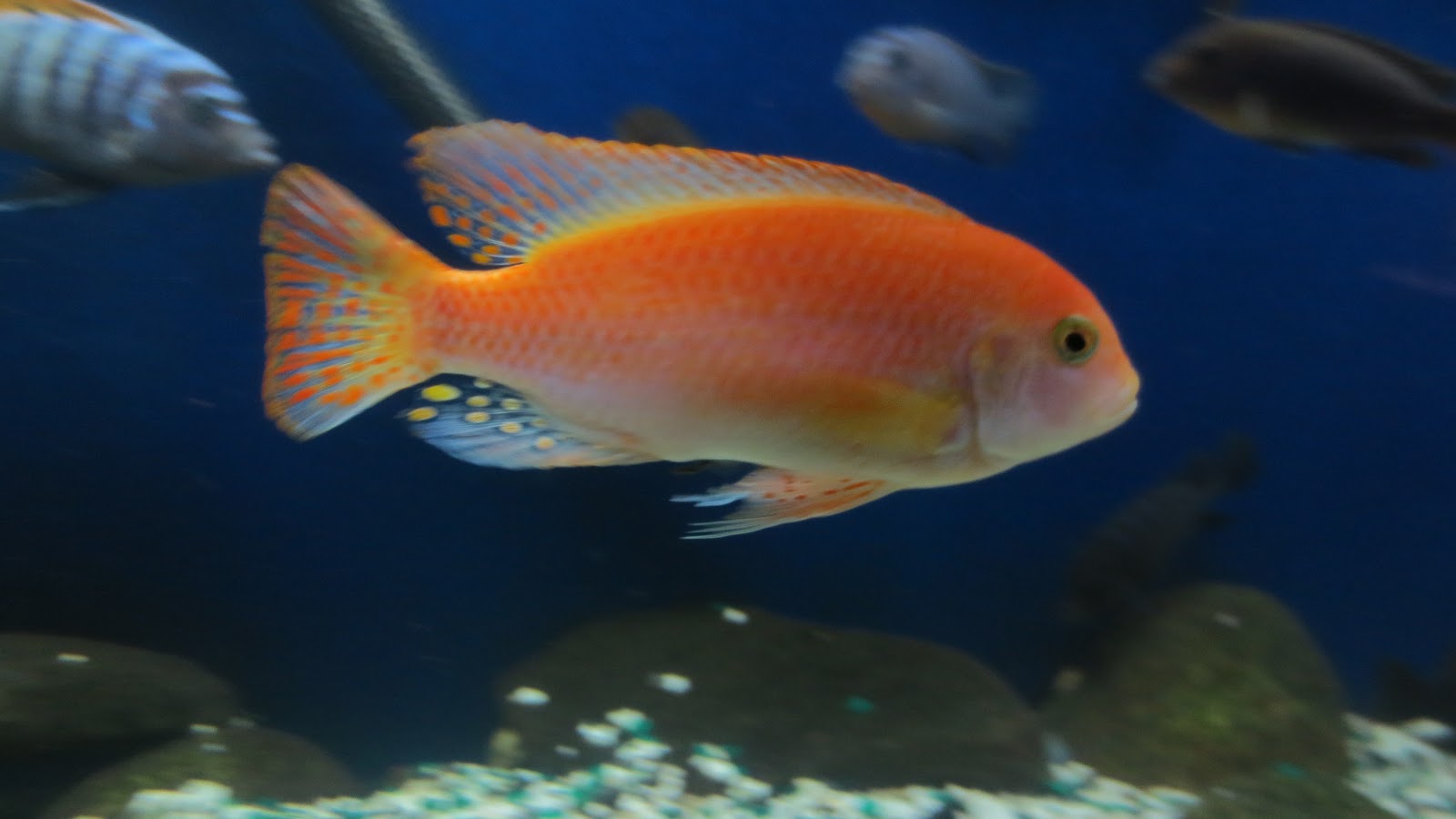 mal/tang fish Metriaclima estherae red zebra,111812