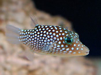 Jewel Puffer Fish