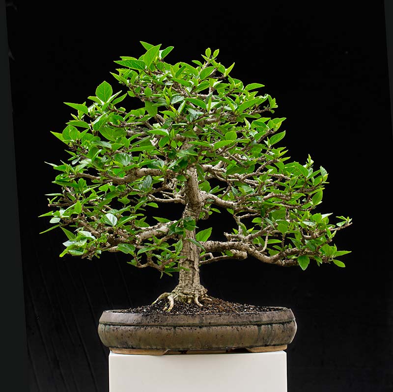 Walter Pall Bonsai Adventures Hibiscus 1