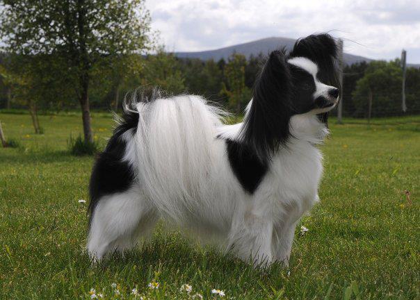 Best Shampoo For Papilion Dogs Best Shampoo For Papilion Dogs