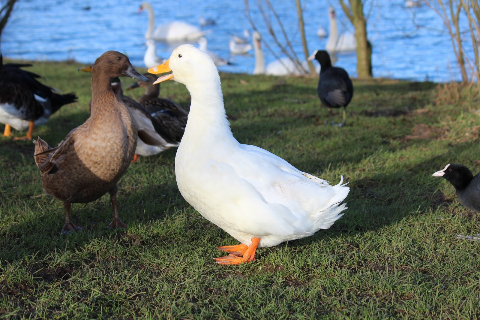 Ruffled Feathers 57... Smiling and Counting Backwards